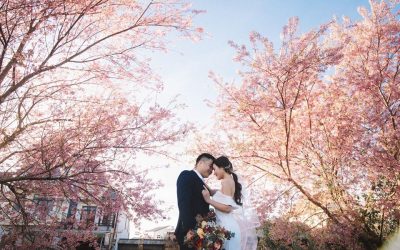 Hoa Mai Anh Đào – Tip chụp ảnh cưới đẹp tại Đà Lạt