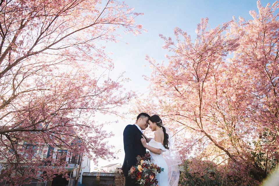 Hoa Mai Anh Đào – Tip chụp ảnh cưới đẹp tại Đà Lạt